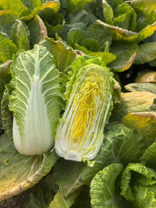 霜打趴地有机菜，每年这个季节才有，个头矮小，口感清甜鲜！产量不高，市面上很难买到！ 商品图5