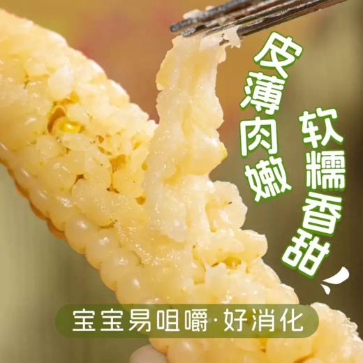 【拇指玉米】皮薄肉嫩软糯香甜  西双版纳特产品种  1斤普通装 2/4斤礼盒装 商品图1