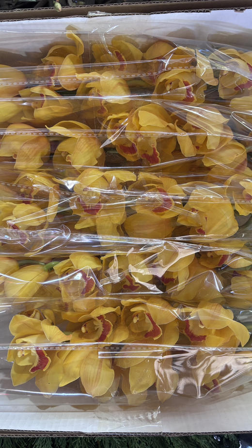 【国产蕙兰】岁月（黄色）单枝 商品图8