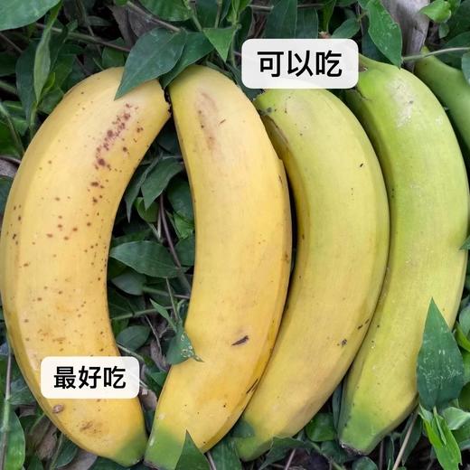 云南芝麻蕉【29元购】新鲜直供 香甜软糯 舌尖直入心窝 商品图3