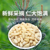 【九鑫山珍野生红松仁】甄选每一粒野生松仁  原味烘焙  入口香脆  回味悠长 商品缩略图0