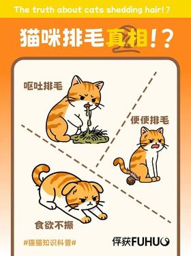 猫咪排毛正确做法