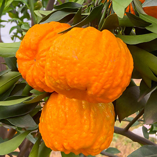 南瓜柑酸甜无渣形如南瓜口感层次丰富汁水丰盈 果型漂亮肉质鲜嫩可口一吃就上瘾 商品图1