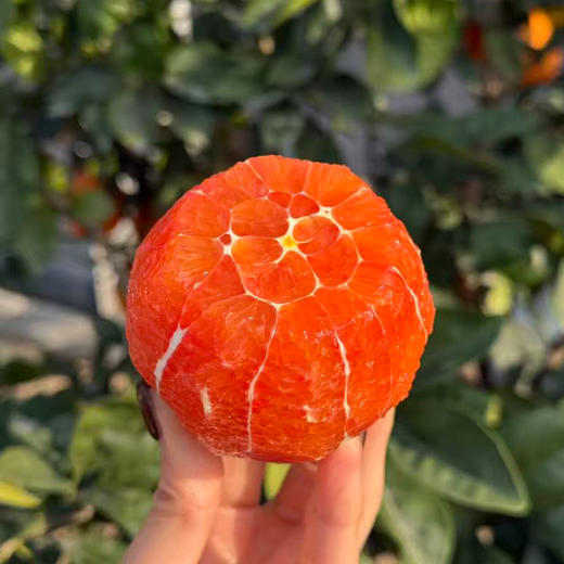 【下单5斤装加赠2斤】新鲜水果 果肉红润 中华红血橙/九月红脐橙 大果70mm-75mm  5斤装/9斤礼盒装  商品图7