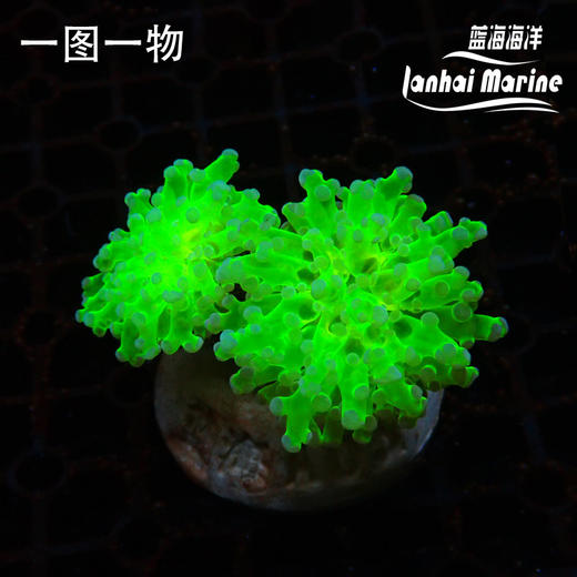 人工分支双色提子 商品图0