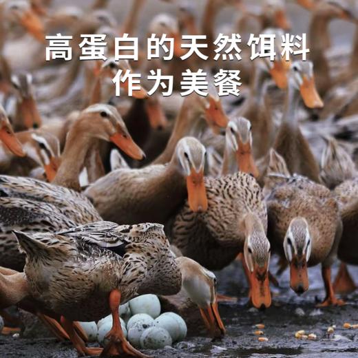 【广西烤海鸭蛋】蛋黄流油翻沙 醇香绵密 蟹黄般鲜美 商品图2