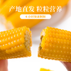 广西黄金甜玉米【29元购】丨 甜嫩多汁 口感鲜香 早餐代餐 商品缩略图4