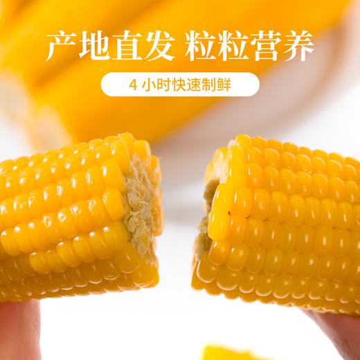 广西黄金甜玉米【29元购】丨 甜嫩多汁 口感鲜香 早餐代餐 商品图4