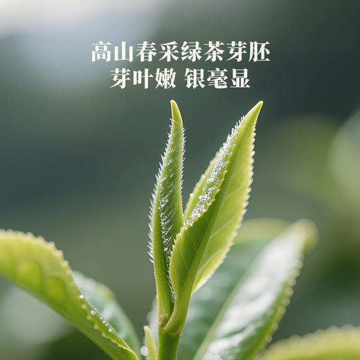 八马茶业 | 寻香自在·茉莉花茶88g 商品图3