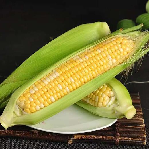 【果粒香甜】金银双色水果玉米 净重3/5斤 单果300g+ 颗粒饱满鲜嫩多汁 商品图5
