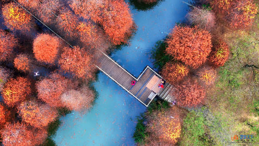 1月20日【肇庆】漫步星湖公园 邂逅鹭鸟天堂1天 商品图2