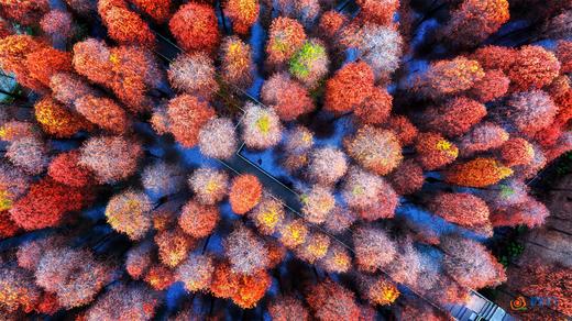 1月20日【肇庆】漫步星湖公园 邂逅鹭鸟天堂1天 商品图0