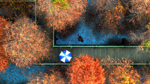 1月20日【肇庆】漫步星湖公园 邂逅鹭鸟天堂1天 商品图1