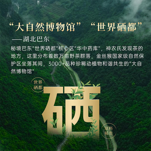 正山堂巴东红 骏眉中国湖北特级红茶罐装茶叶正宗单芽花果蜜香 商品图2
