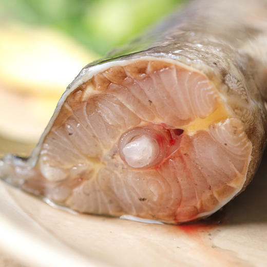 生态鲟龙鱼 商品图4