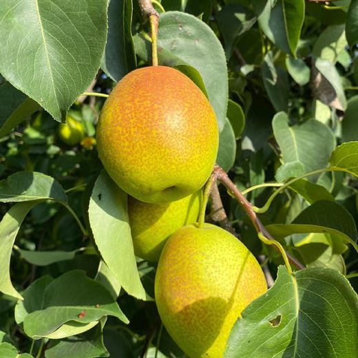 【玉露香梨】圆润饱满 皮薄肉脆 汁多渣少 清甜的“西域甘露” 六枚（5-6斤装） 商品图4