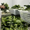 鲜榨菠菜汁挂面【纯纯的鲜榨菠菜汁和新疆奇台面粉制作，自家工厂制作】 商品缩略图9