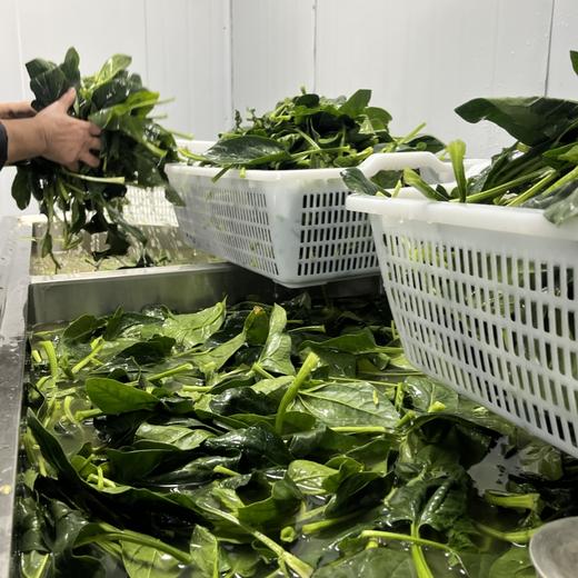 鲜榨菠菜汁挂面【纯纯的鲜榨菠菜汁和新疆奇台面粉制作，自家工厂制作】 商品图9