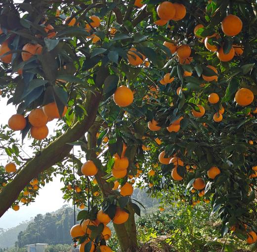象山老树红美人黄美人 柑橘贵族 又甜又嫩 天然养成 不催熟 核心产区 皮薄肉嫩 一口爆汁 好吃纯正 |百里食 商品图12