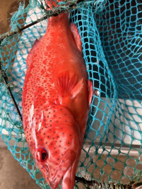 & 海钓东星斑🐠高端好食材，鲜嫩十足💯当天上岸活冻