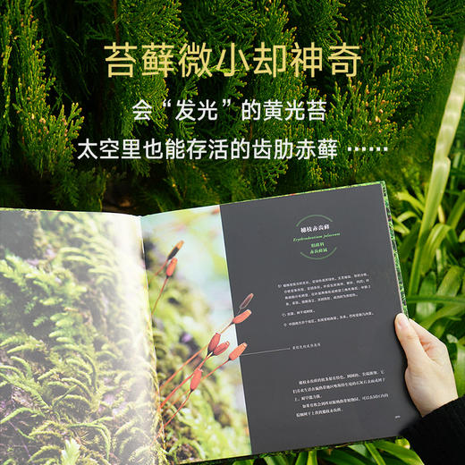 苔藓图鉴（作者张力35年积累｜10万余样片精选150张｜99种代表性苔藓） 商品图2