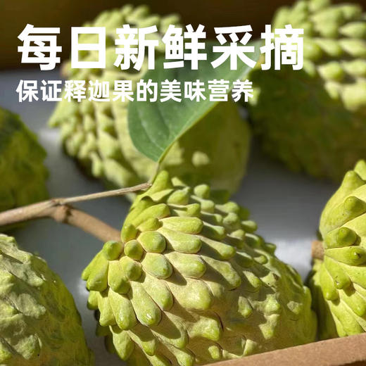 【释迦果花斑果】冰淇淋般的口感 甘甜爽口 醇香浓郁 商品图3