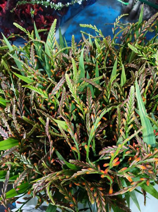 精品花材火焰兰10支 商品图6