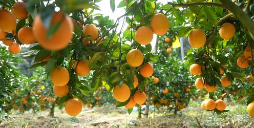 【限量甄选！春节前最后100箱】生态土、生态水、有机肥、自然果香 核心产区 赣南寻乌脐橙10斤装 商品图6
