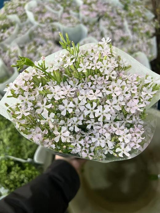 细米花一扎 商品图0