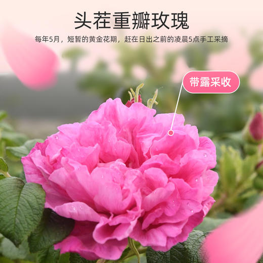 【杞里香玫瑰花冠茶30g/盒】重瓣大朵无熏蒸 花香浓郁 鲜美色艳 朵朵饱满 商品图5