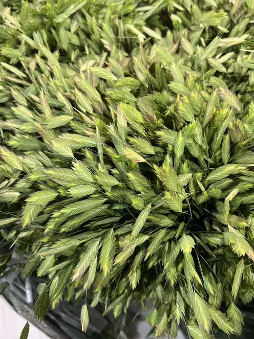 配花配草小盼草10支 商品图5