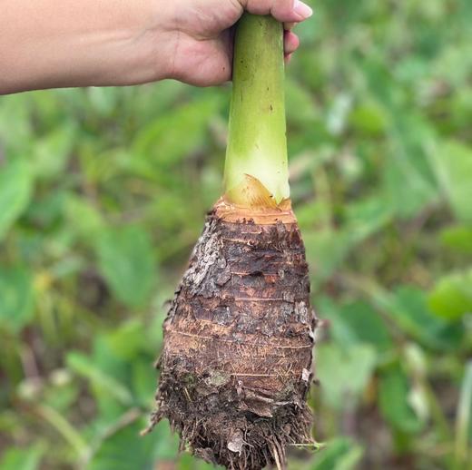 【荔浦芋头】国家地理标志农产品！口感松软、粉糯香甜，芋香浓郁！优质粗粮，营养与口感并存！蒸、煮、拌、炒、炖都可以！【DD-X】 商品图2