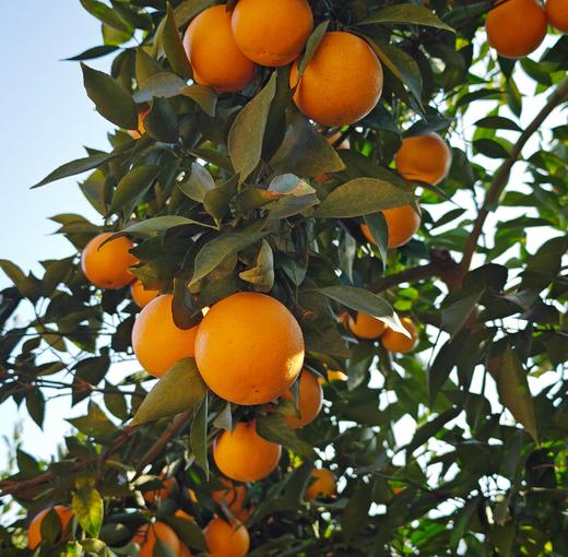 象山老树红美人黄美人 柑橘贵族 又甜又嫩 天然养成 不催熟 核心产区 皮薄肉嫩 一口爆汁 好吃纯正 |百里食 商品图11