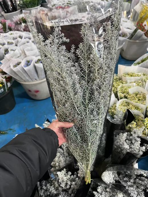 精品小众花材叶材银叶地肤一扎 商品图5
