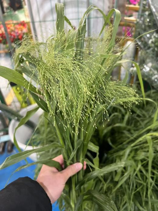 精品花材喷泉草配叶10支 商品图6