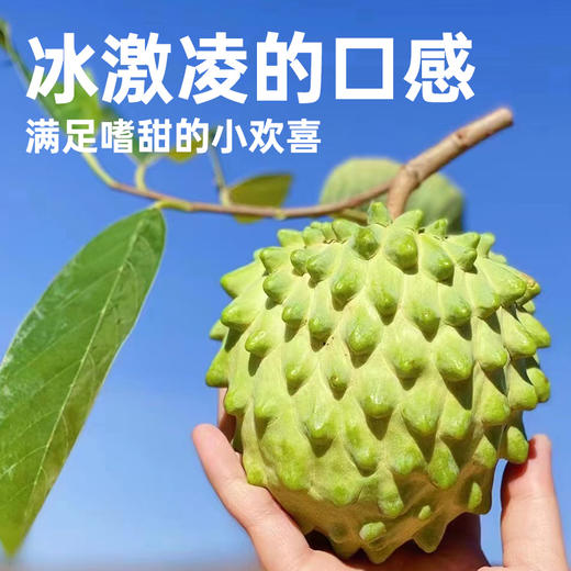 【释迦果花斑果】冰淇淋般的口感 甘甜爽口 醇香浓郁 商品图0