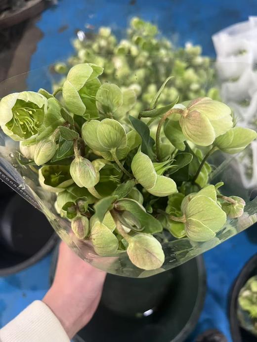 绿色兔葵5支 商品图3