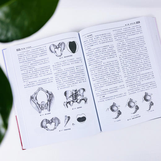 中西医临床妇产科学 商品图4