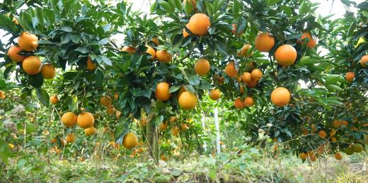 【限量甄选！春节前最后100箱】生态土、生态水、有机肥、自然果香 核心产区 赣南寻乌脐橙10斤装 商品图5