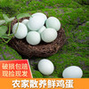 申十一谷物乌鸡蛋绿壳鸡蛋30枚鸡蛋+泡沫盒+稻谷壳JLD103-30枚 商品缩略图2