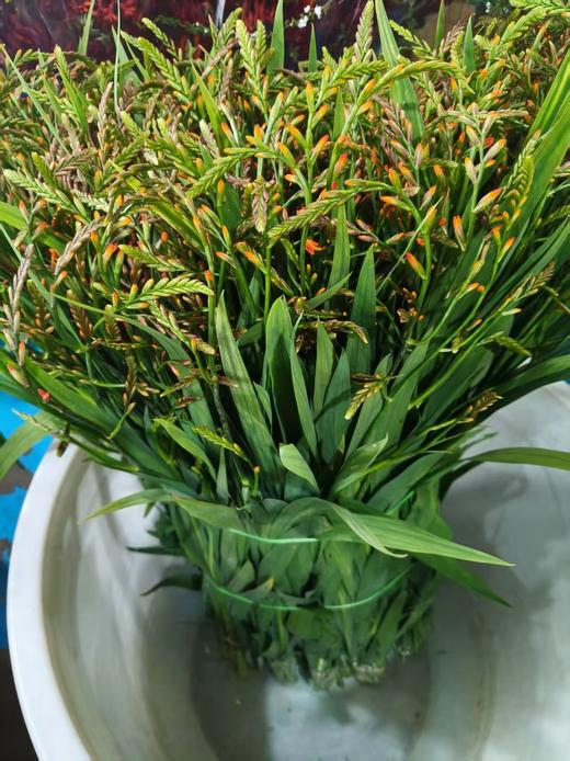 精品花材火焰兰10支 商品图7