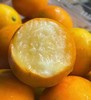 周四取货：【开箱大桔5A脆蜜金柑】一盒22枚，超大，冰糖甜爆汁，无籽超润喉。 商品缩略图1