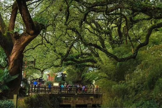 浙南丽水丨瓯江帆影、古堰画乡、云和梯田、“江南布达拉”杨家堂村、缙云仙都、时思寺、百丈漈6天摄影团 商品图8