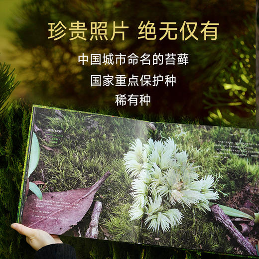 苔藓图鉴（作者张力35年积累｜10万余样片精选150张｜99种代表性苔藓） 商品图5