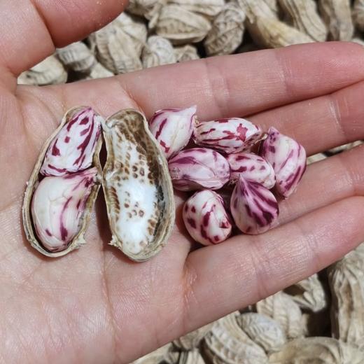 云南七彩水果鲜花生【1斤装】：相比白皮花生，七彩花生的口感更清香，果粒饱满，果肉脆而不硬，咀嚼中酥香混着油香，吃完有一股淡淡的回甘。 商品图0