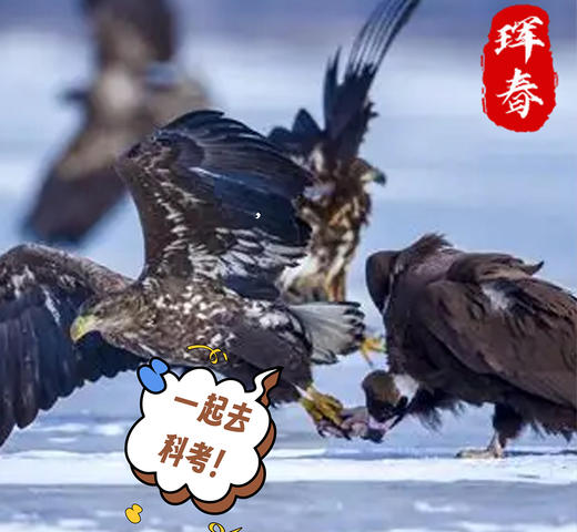 【已成团】寒假东北虎豹国家公园科考营7天6晚 商品图3