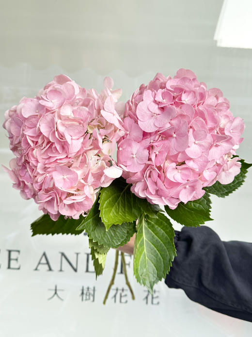 迪瑞特绣球-【米朵】 商品图0