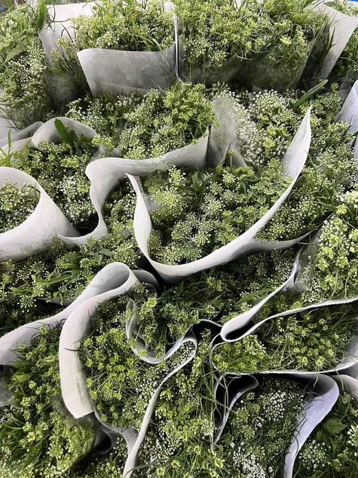 蕾丝配花10支 商品图5