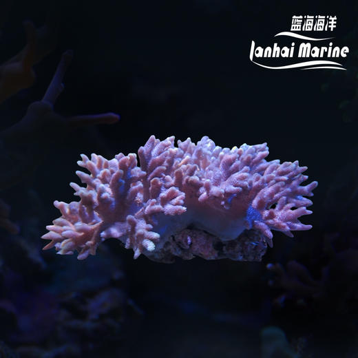 硬手指-灰 商品图0