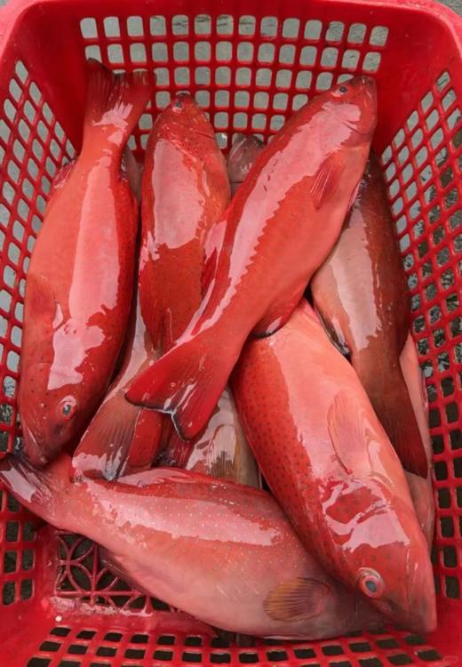 & 海钓东星斑🐠高端好食材，鲜嫩十足💯当天上岸活冻 商品图9